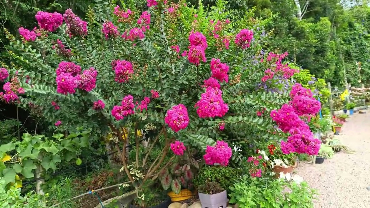 Explosão de flores no jardim + artes em cimento 
