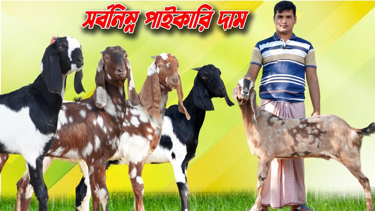উন্নত জাতের ছাগল কিনুন সর্বনিম্ন পাইকারি দামে।