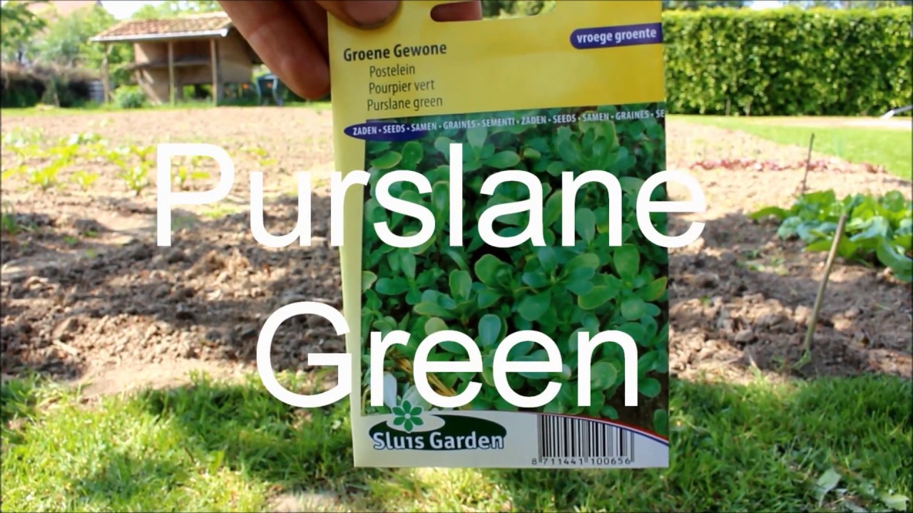 🌱Sowing Purslane🌱 !!