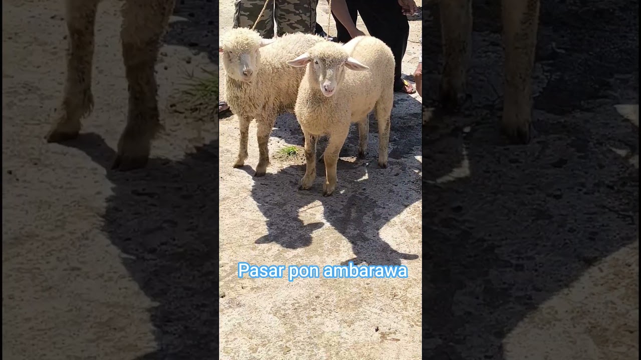 pasar pon Ambarawa