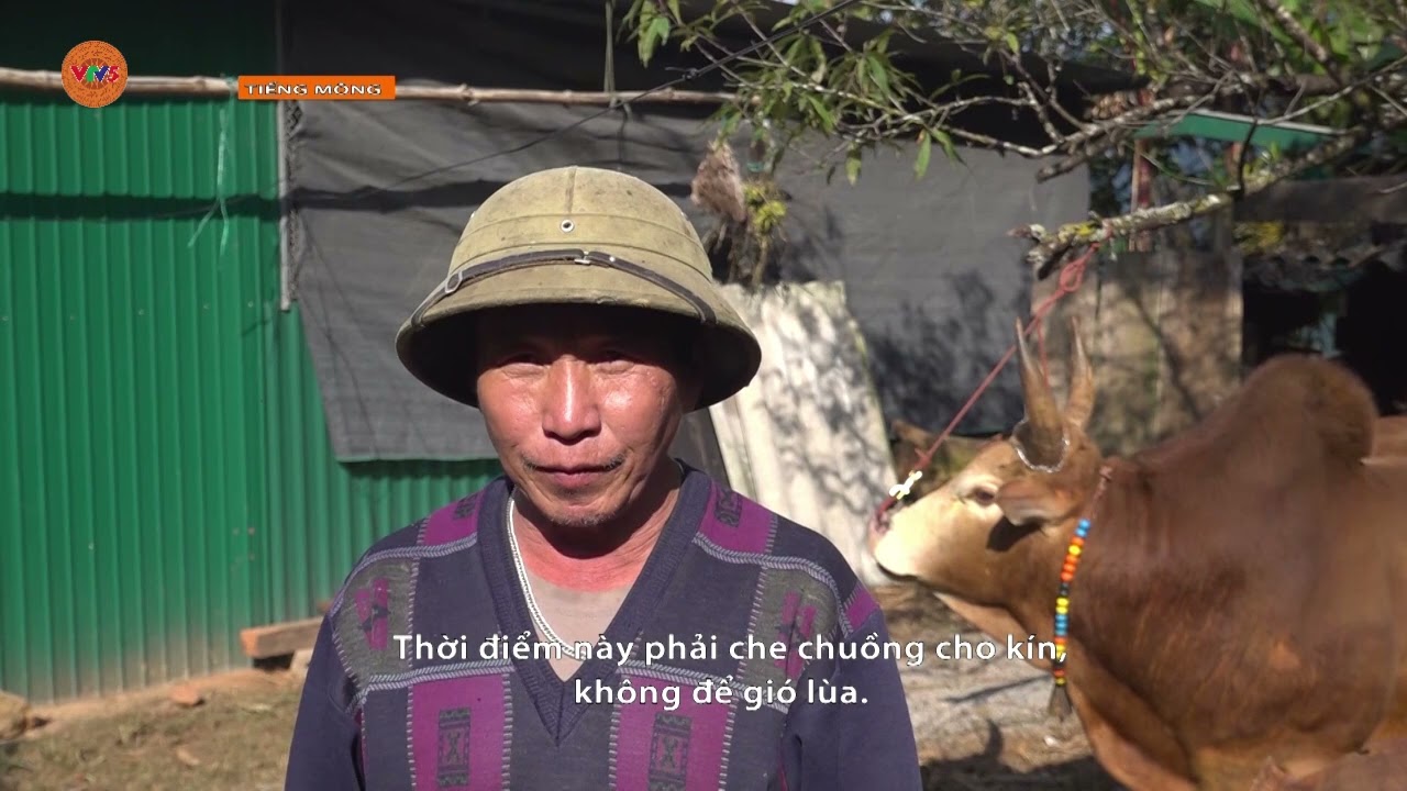 [TIẾNG MÔNG] CHỦ ĐỘNG PHÒNG, CHỐNG ĐÓI RÉT CHO VẬT NUÔI Ở VÙNG CAO | VTV5