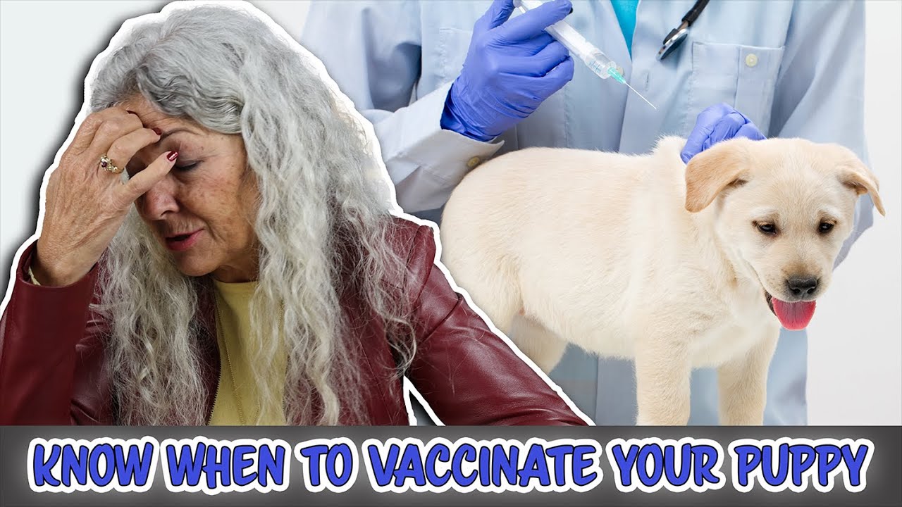 Puppy Vaccines With Dr Nick Thompson