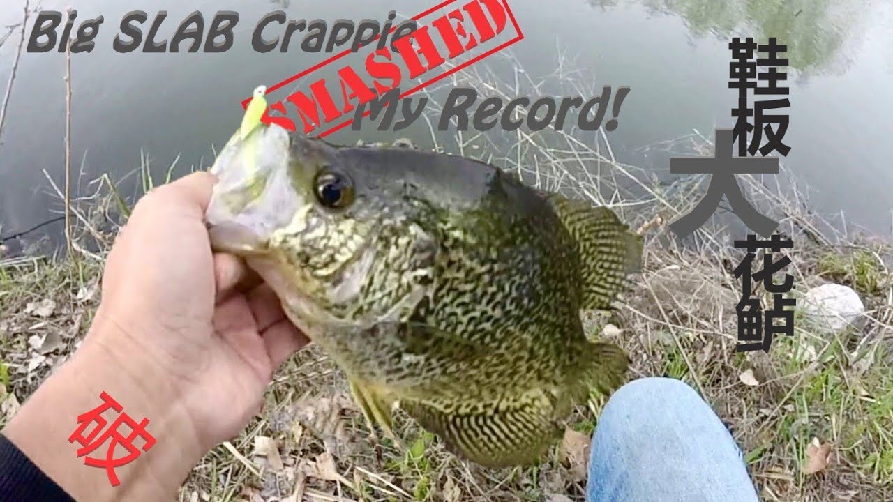 【鞋板大花鲈SLAB Crappie】终于破记录了！！这个纪录我坚守了10年！试看蒙村大花有多大？Big Slab Crappie Smashed My Record this Spring 2019