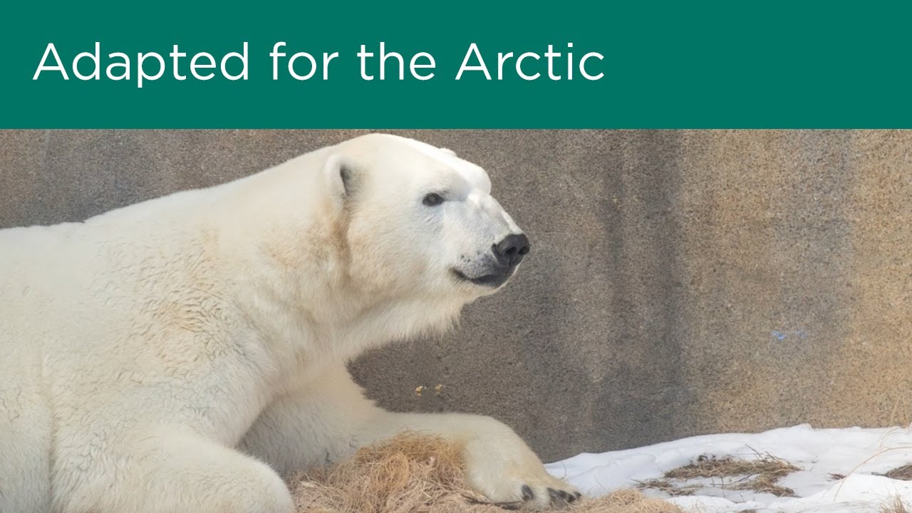 Adapted for the Arctic