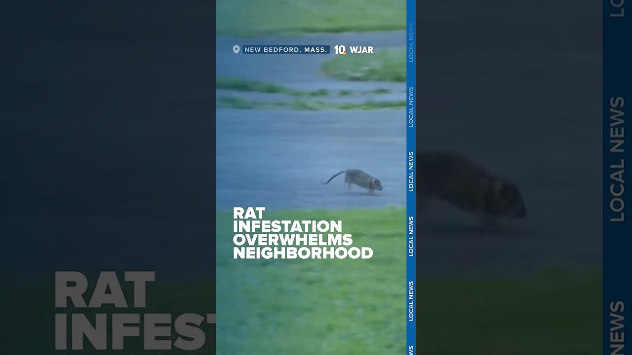 New Bedford neighborhood overwhelmed by rat infestation