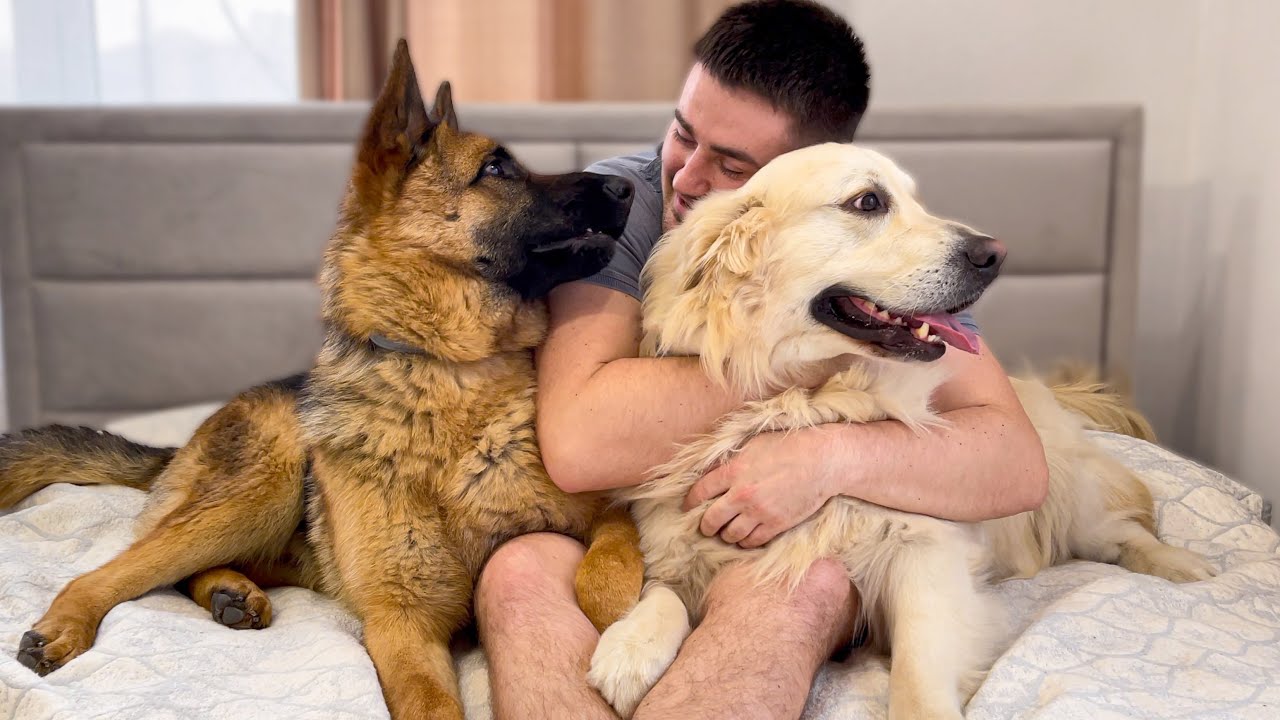 My German Shepherd is Jealous of Me for Another Dog