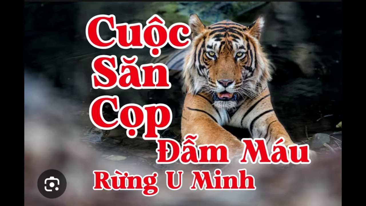 CUỘC SĂN CỌP ĐẪM MÁU RỪNG U MINH | Lê Anh diễn đọc