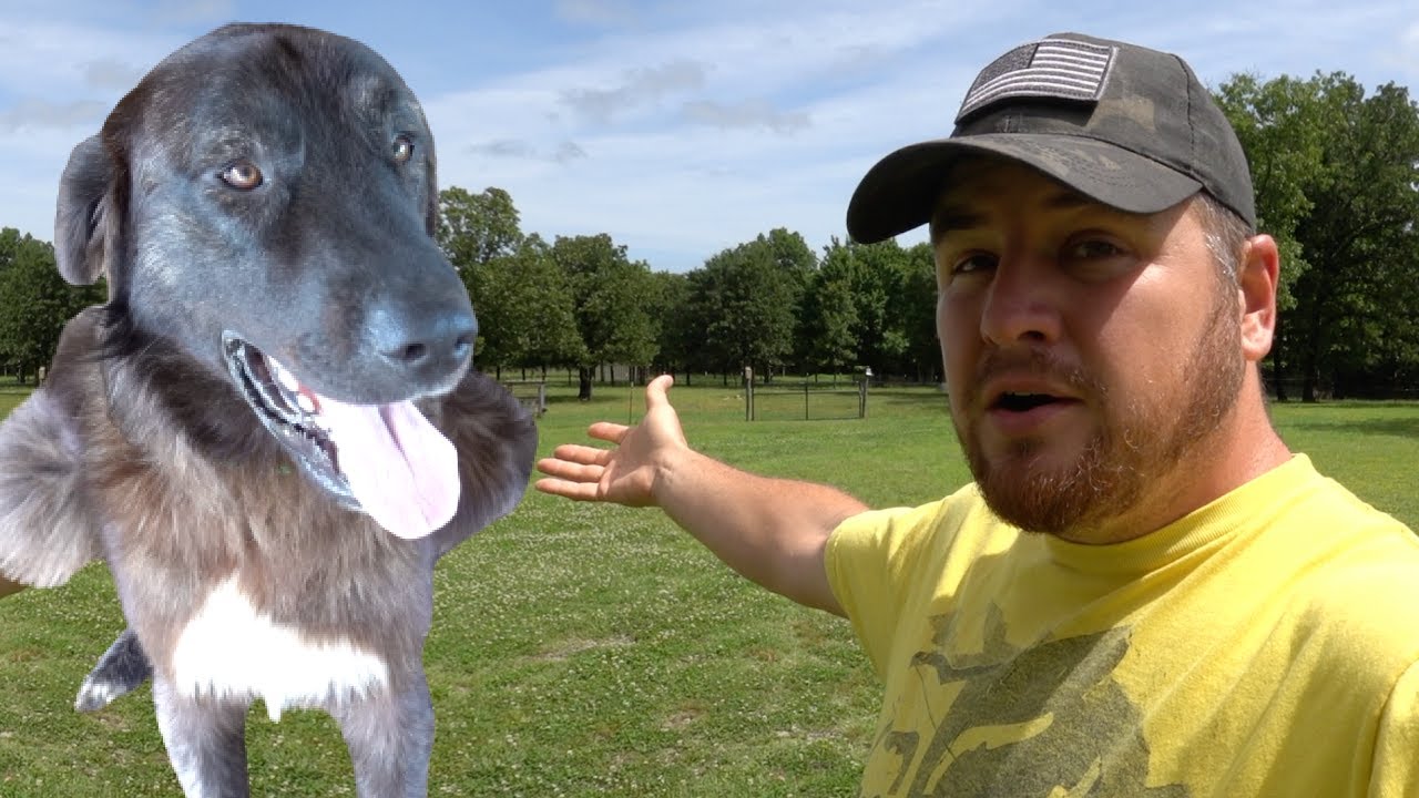 Guard Dog Can't Believe We're Using PREDATORS To Protect The Goats!