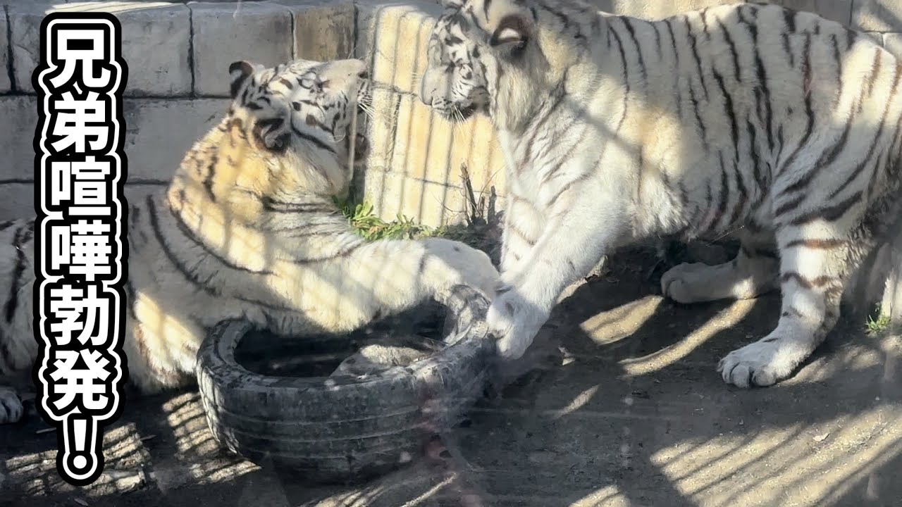 タイヤを巡ってコタくんとハクくんが対立‼️ 1月11日 東武動物公園　ホワイトタイガー
