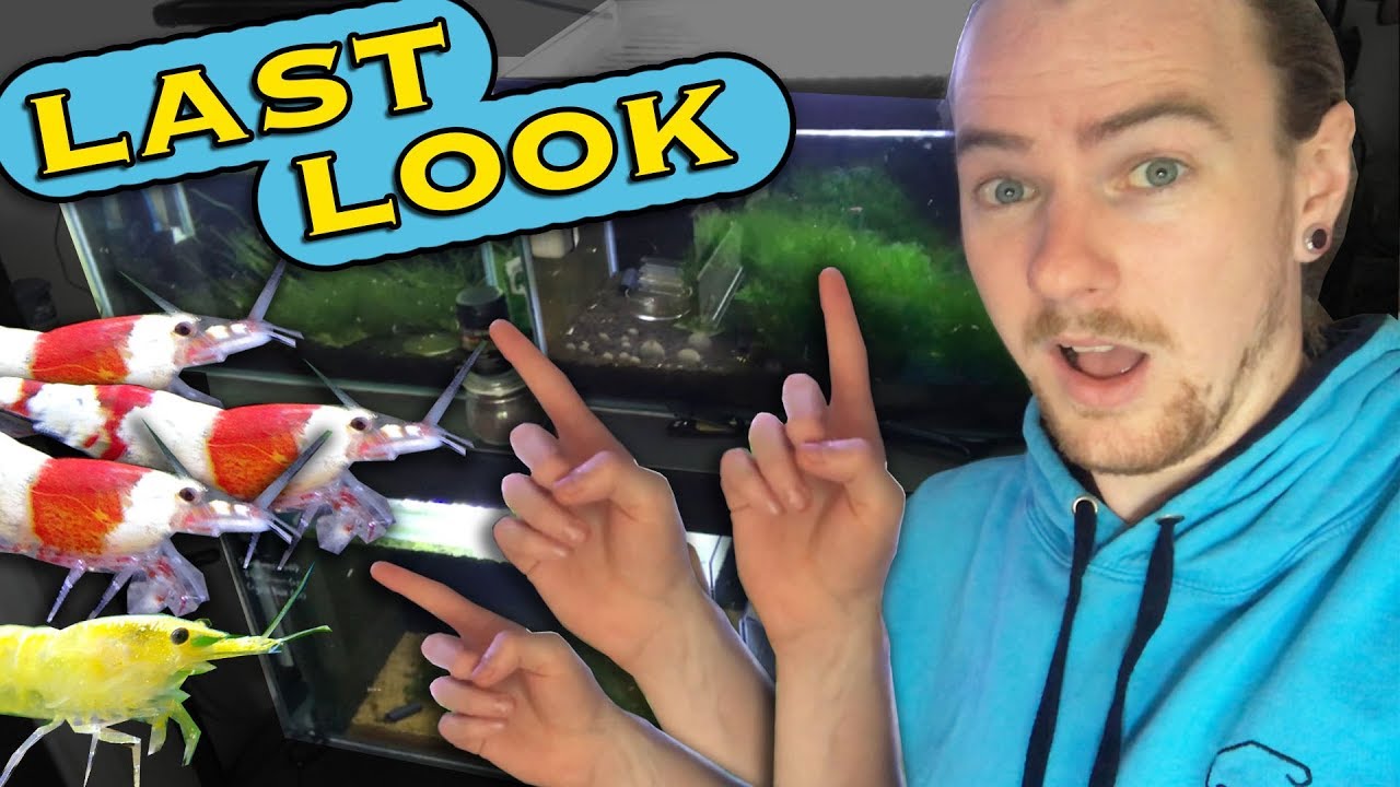 LAST Shrimp Room Update Before NEW Tanks!