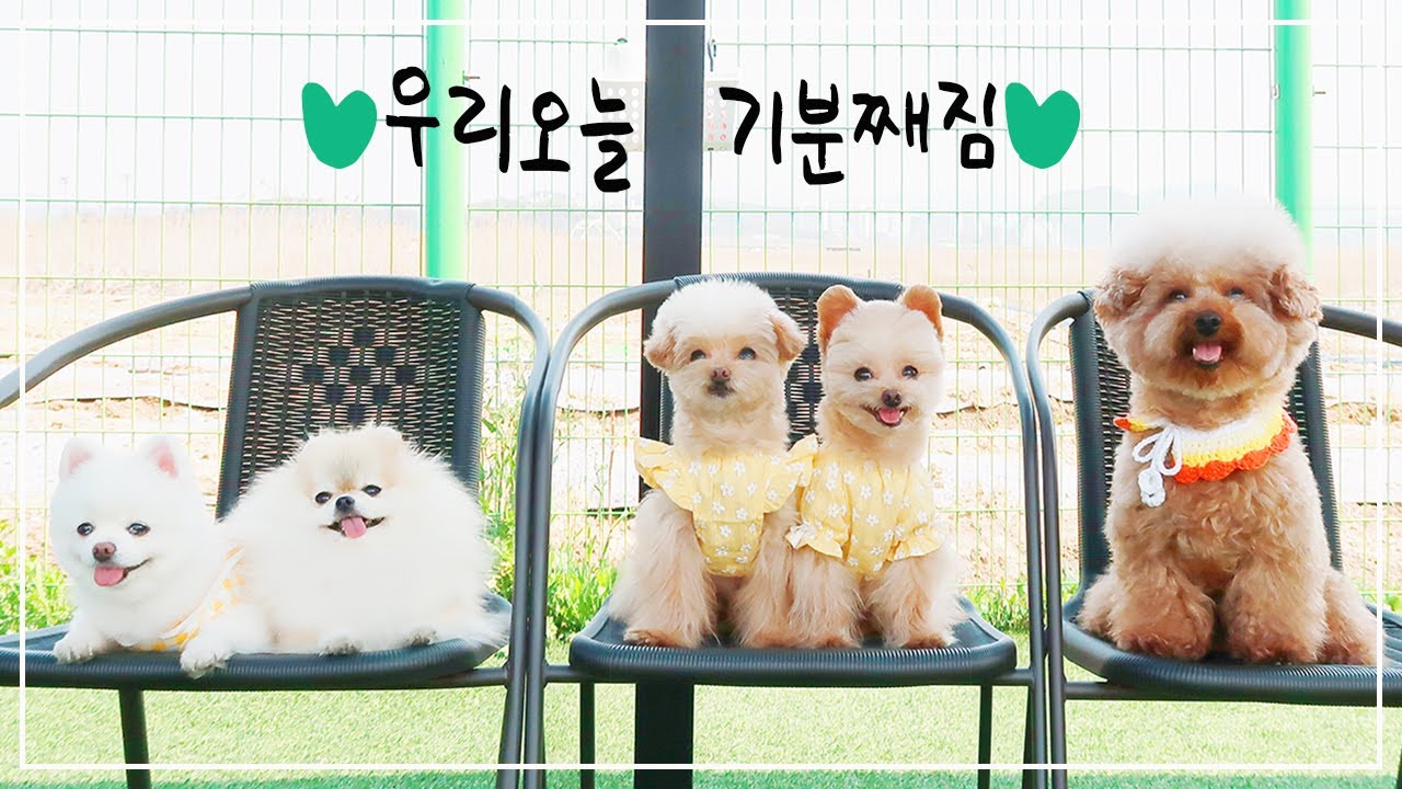 기분이 무척 좋은 강아지들 😆 / 다견가정 애견운동장 방문기 (feat.시흥 레인바우)