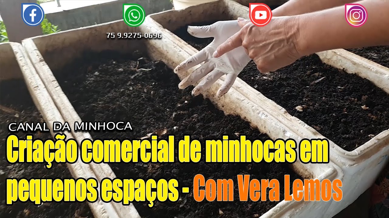 Criação comercial de minhocas em pequenos espaços - Com Vera Lemos