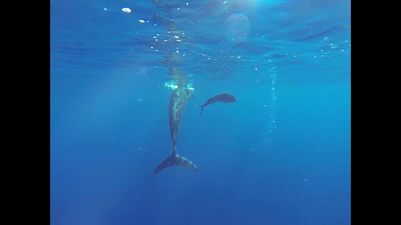 Hawaiian False Killer Whale Plays Cat and Mouse w/ Mahi Mahi on Oahu Boat Tour