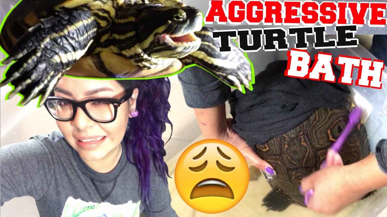 AGGRESSIVE TURTLE BATH TIME! (how to clean a turtles shell)