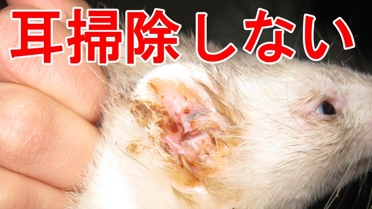 【フェレット】獣医師が教える飼い方9選！