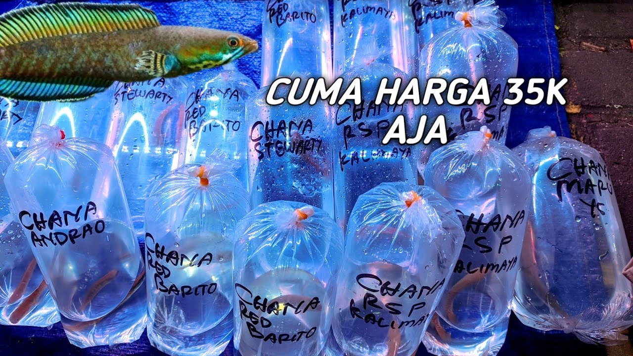 REVIEW HARGA IKAN HIAS CHANNA. MOLLY. DI PASAR IKAN HIAS JATINEGARA 