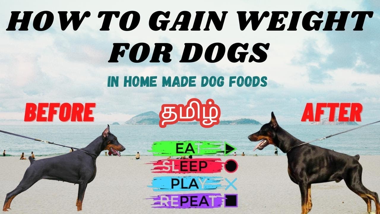 How to weight gain for dogs in Tamil | Weight Gain Food for Dogs | Homemade dog food for weight gain