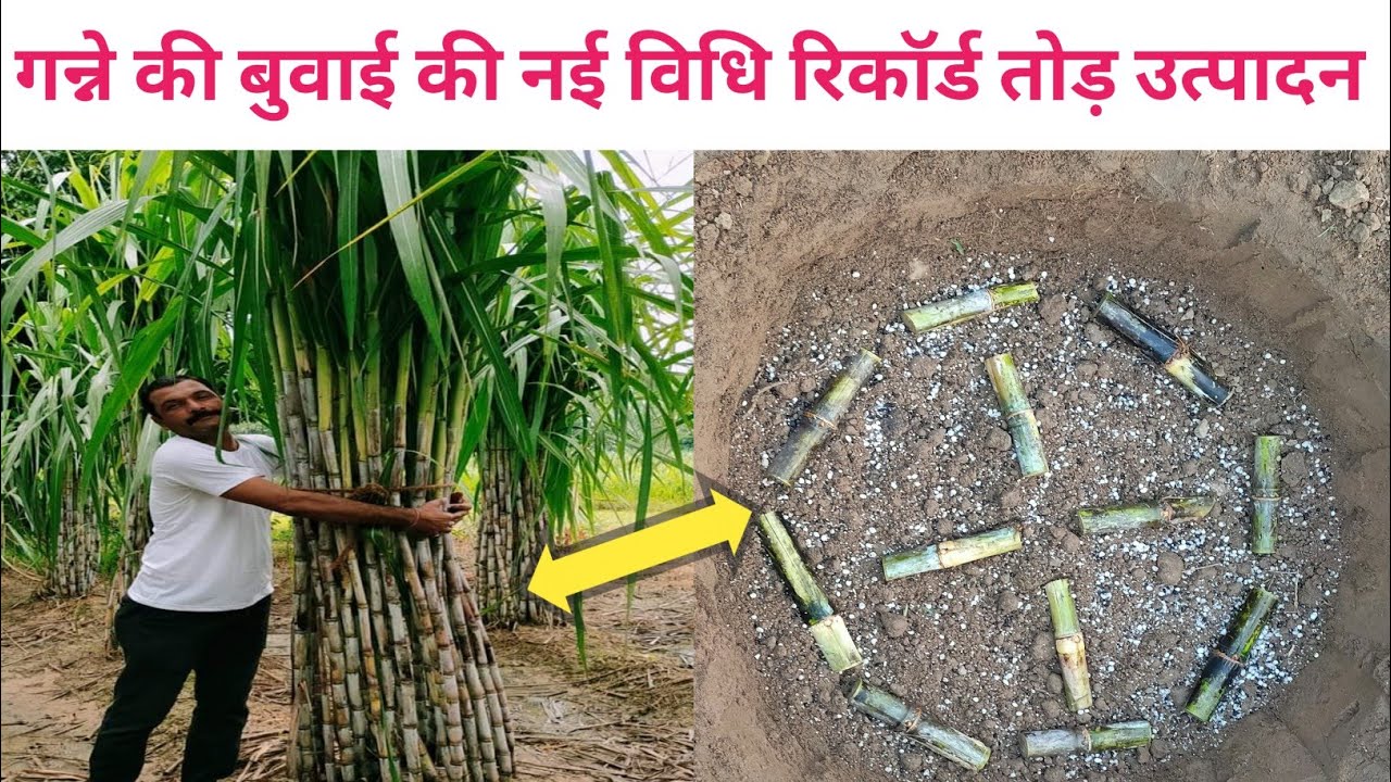 Ring Pit Method | गन्ने की रिंग पिट विधी से बुवाई कैसे करें / Sugarcan rig pit method in India