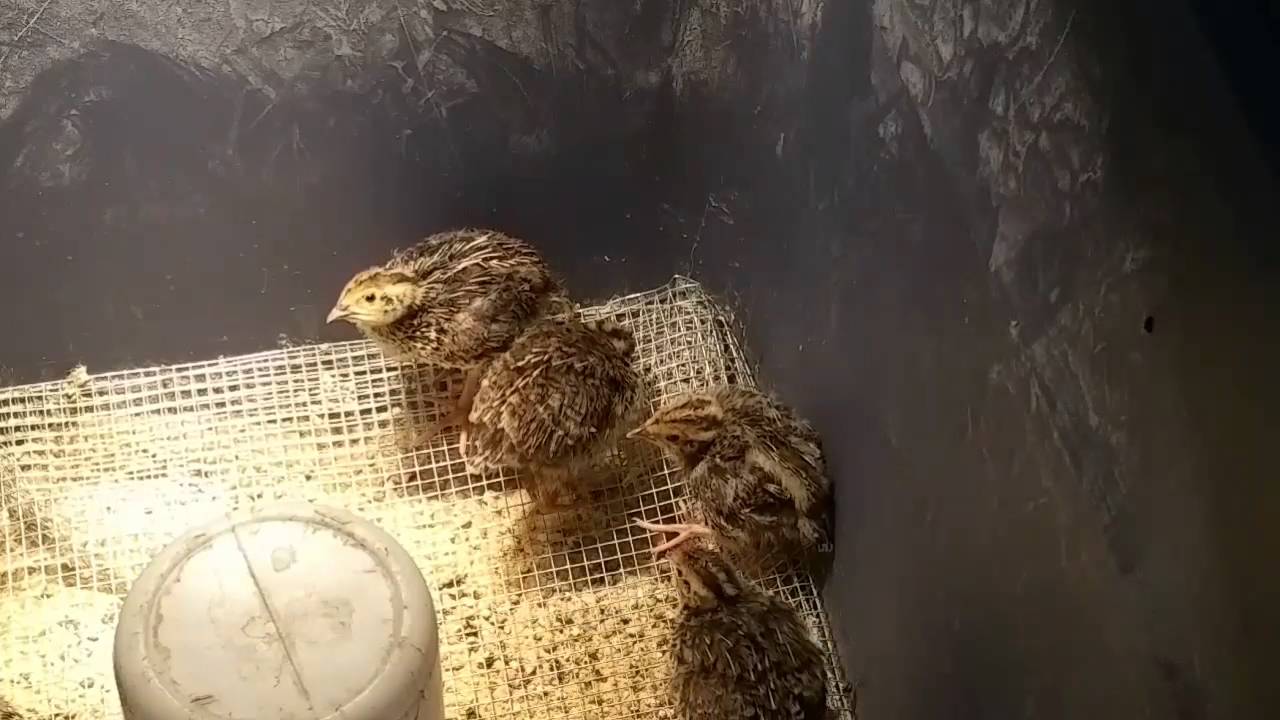 Raising Quail:  10 day old quail chicks moving to a new home.