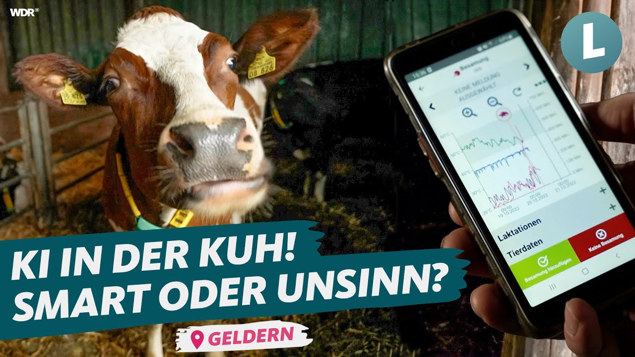 KI in der Kuh: Hilfreich oder moderner Schnickschnack? | WDR Lokalzeit Land.Schafft.