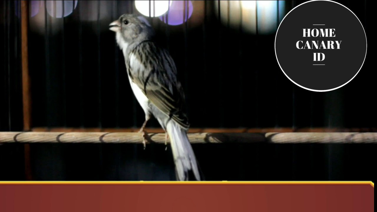 listen to this voice will make canary training fast singing dance and liked by everyone