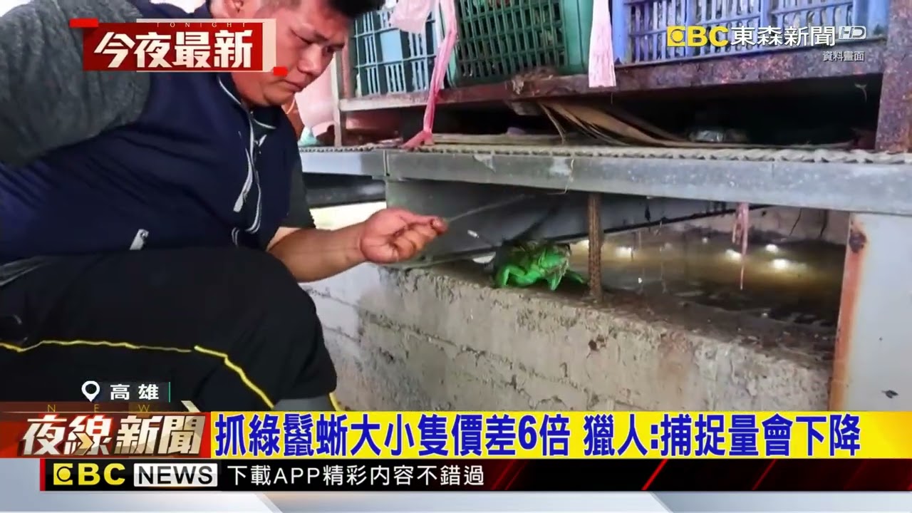 綠鬣蜥幼體捕捉金砍半 獵人怒：恐抓大放小@newsebc