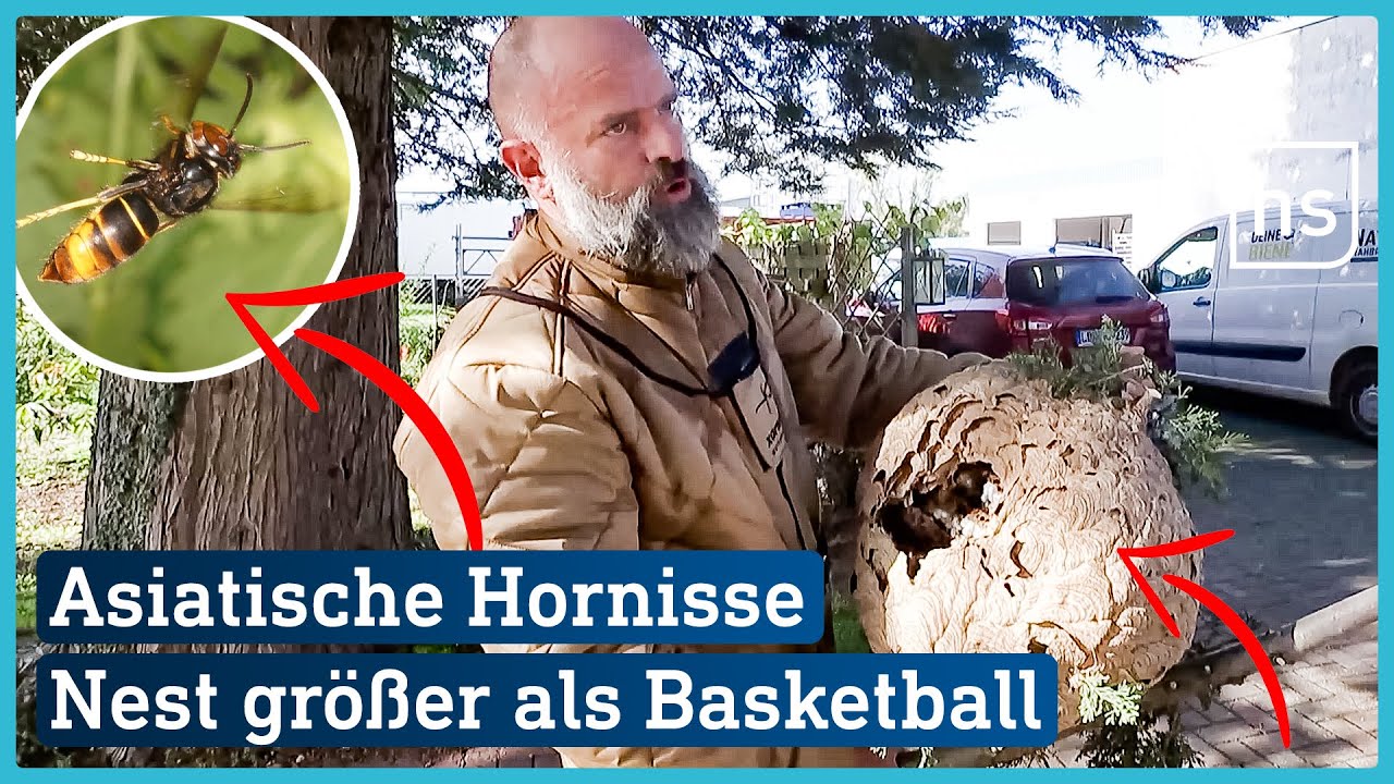 Sie töten Honigbienen und müssen deshalb bekämpft werden | hessenschau