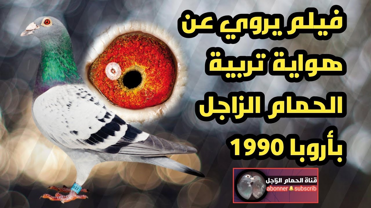 فيلم وثائقي لسباقات الحمام الزاجل بفرنسا 1990 فعلا يستحق المشاهدة  #pigeon #الحمام