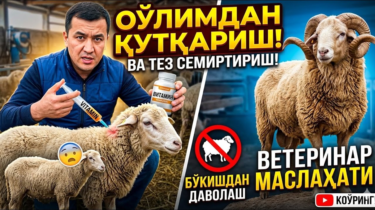 VETERINAR SIRI: Qishdan OZIB CHIQQAN QO’YLARNI tez semirtirish usuli!
