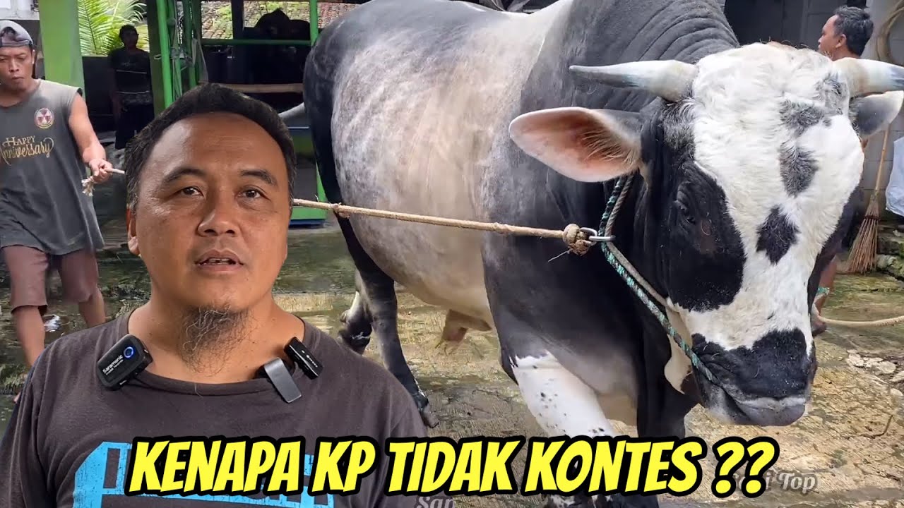 TIMBANG SAPI KONTES KANDANG PEDALAMAN‼️Sindrom Luar Biasa🔥