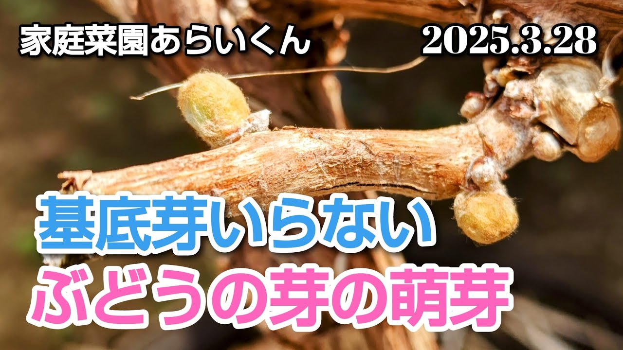 【シャインマスカット】第１７４回、萌芽する前に大事な処理【巨峰】