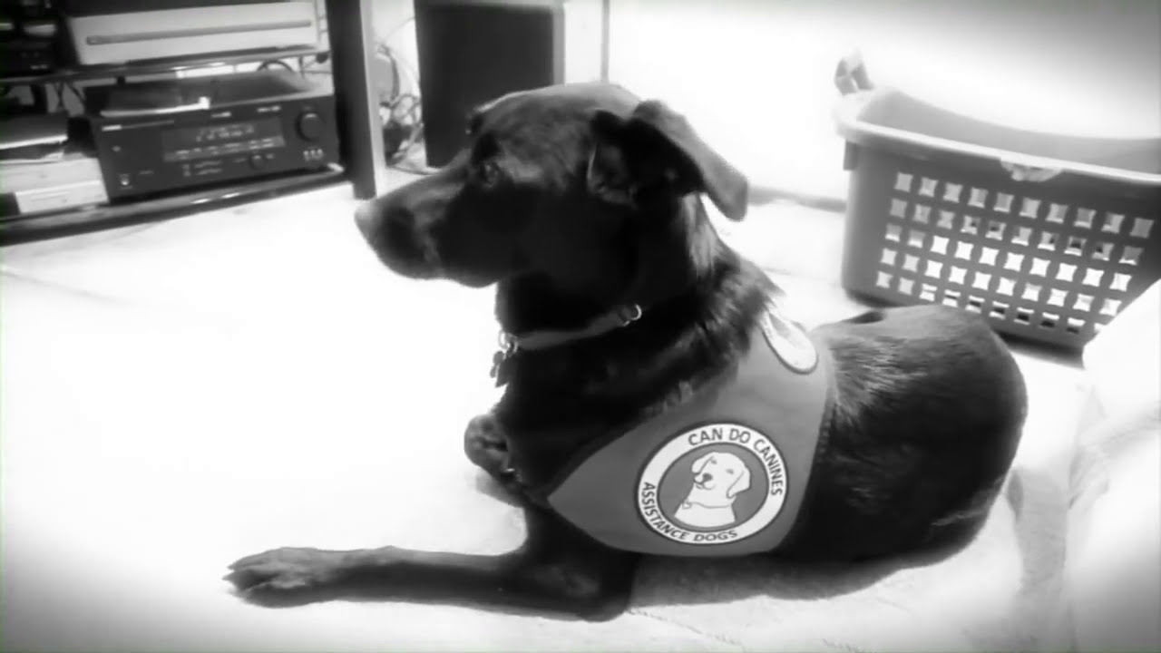 Can Do Canines - How We Help
