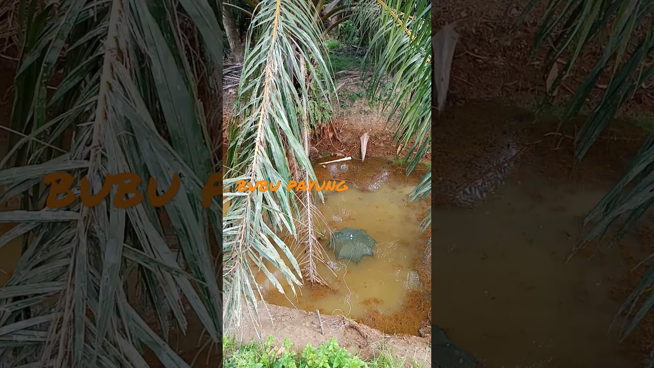 tahan bubu payung di parit depan rumah di jeram kuala selangor #bubupayung #ikansepat