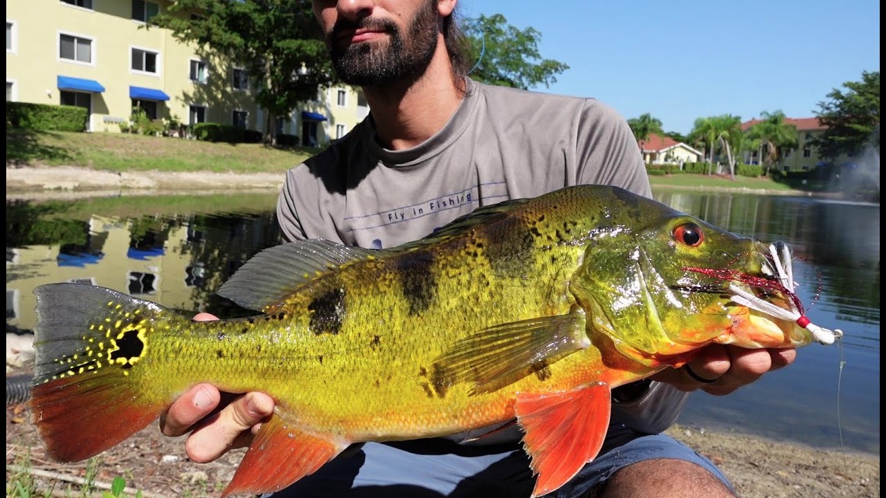 Catching Big Naples Florida Peacock Bass