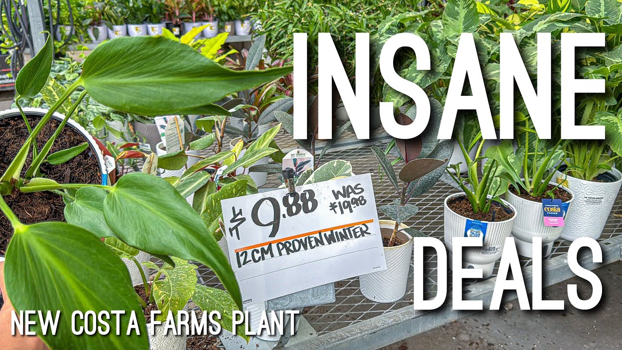 Massive Houseplants on SALE at The Home Depot Plant Shoppig Local Big Box Stores!