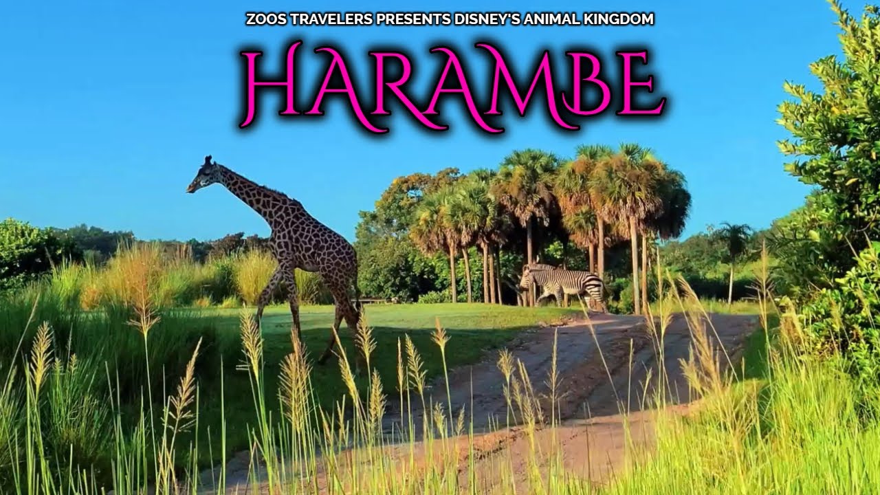 Harambe Africa | Disney's Animal Kingdom