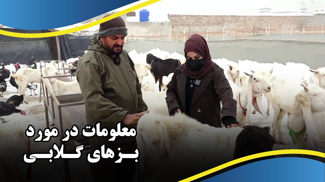 Information about the Pink Goats / معلومات در مورد بزهای گلابی