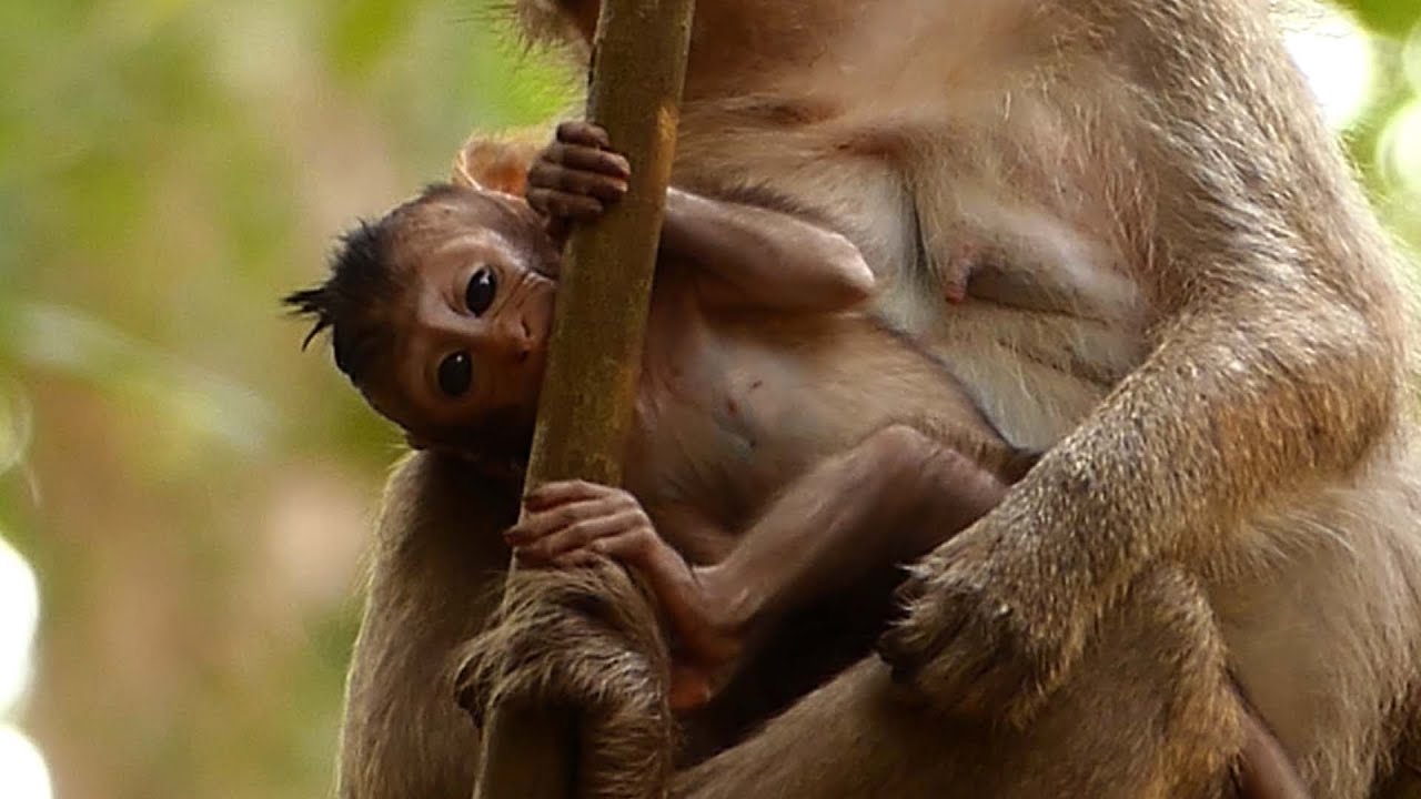 Adorable cute baby monkey caring by grandma, Looks so sweet