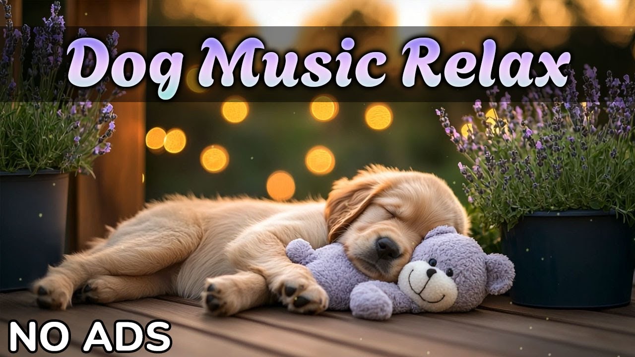 🐕 Музыка для Собаки | Помощь при тревоге и одиночестве | Без перерыва и рекламы 🎶