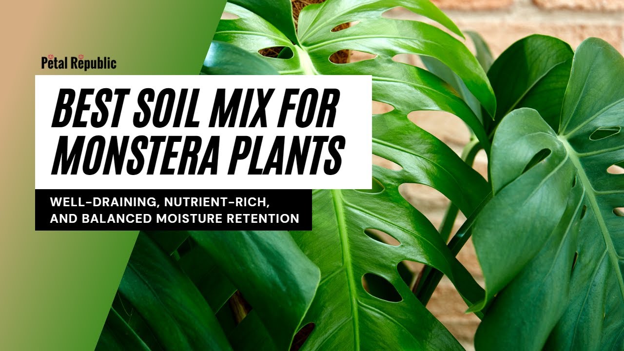 Best Soil Mix for Monstera Plants