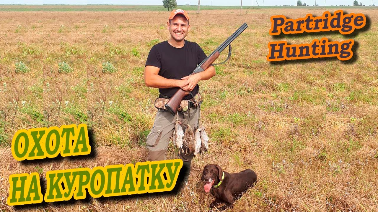 #Охота #Куропатка #Partridge Охота на куропатку открытие. Partridge hunting in Belarus. Rebhuhnjagd