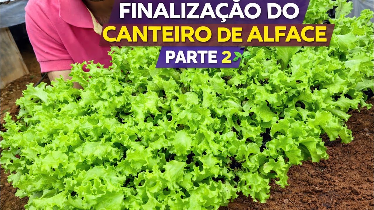 PARTE 2 / CANTEIRO DE ALFACE FINALIZADO - VIDA SIMPLES NO SITIO 