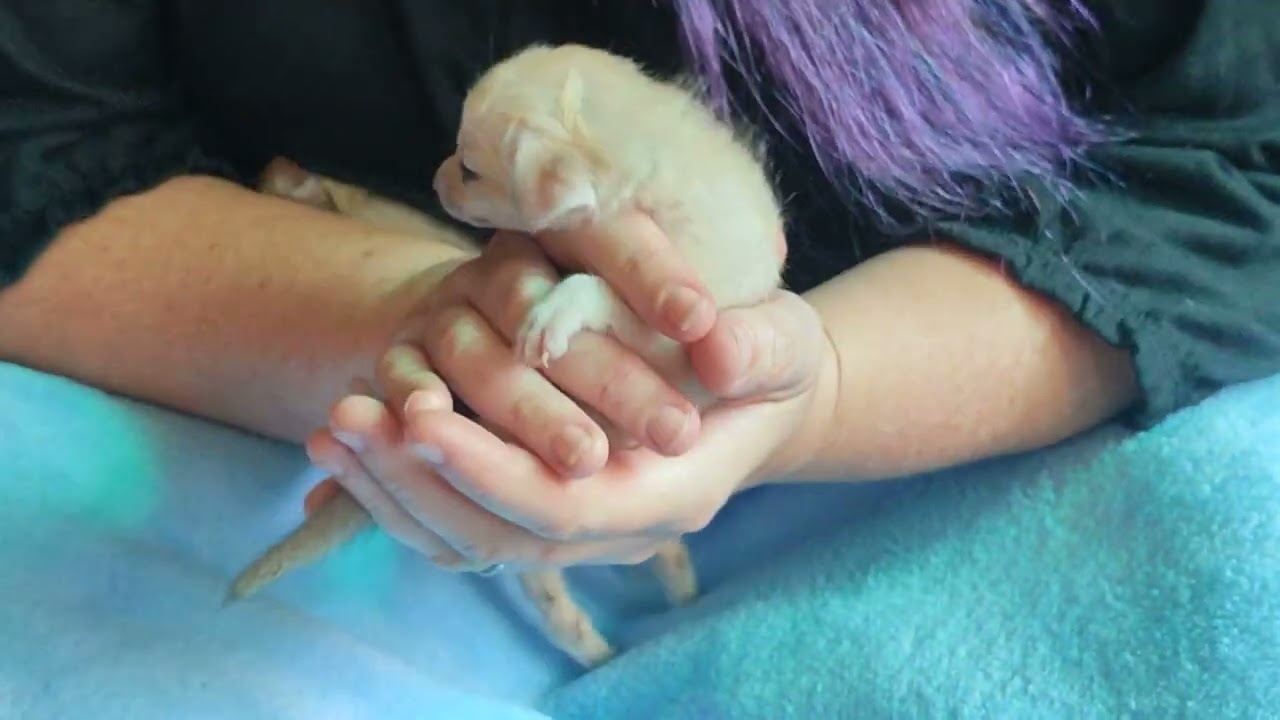 Hand Raising baby fennec fox kits part 2 day 19