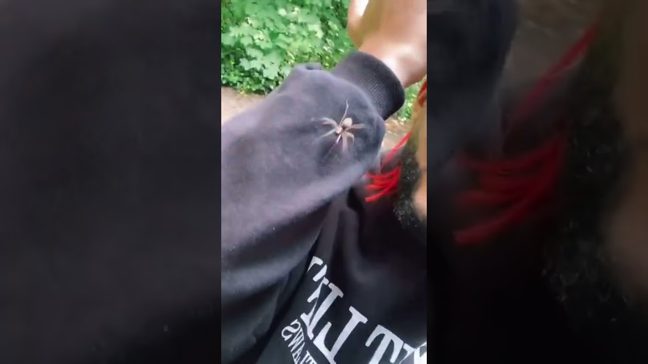 Gr&ouml;&szlig;te Spinne 🕷 Deutschlands