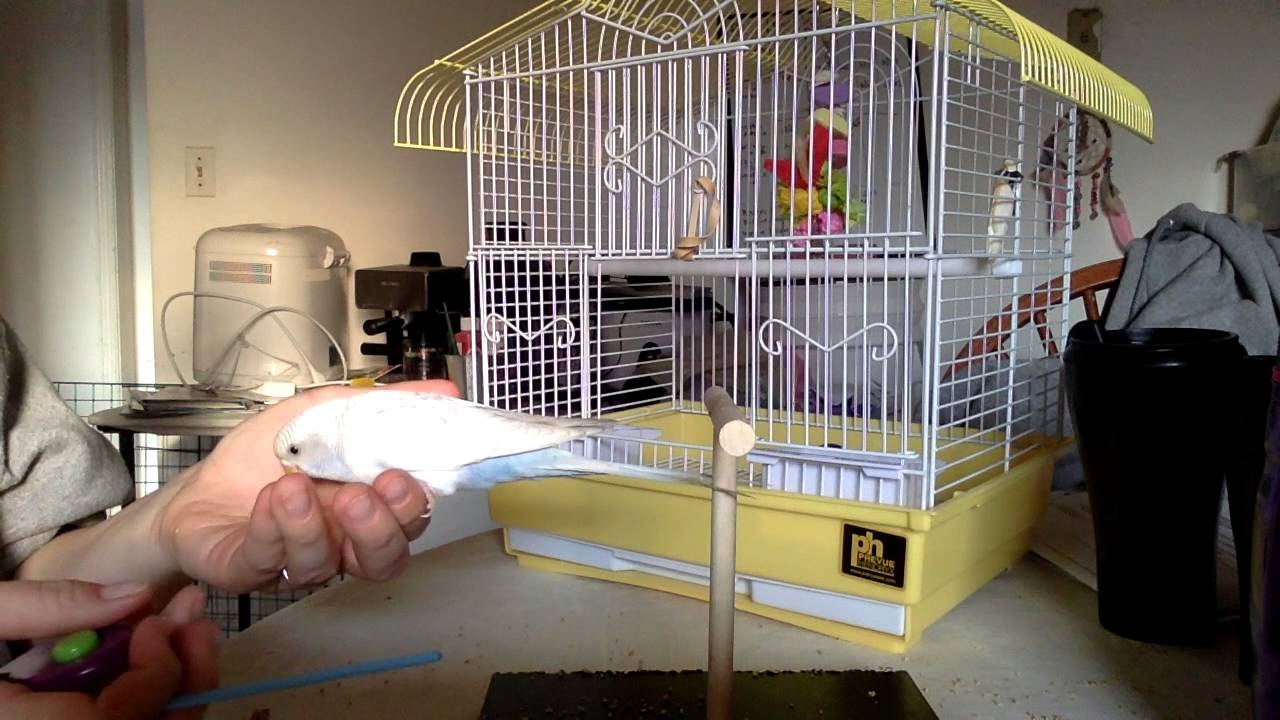 Flight Training Parakeet