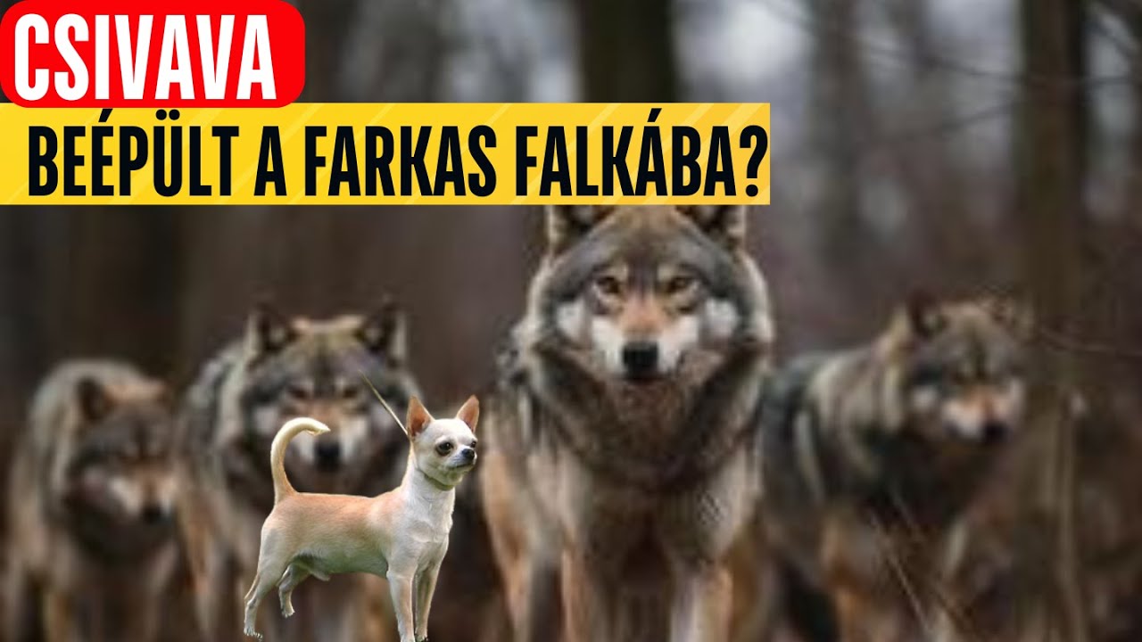 CSIVAVA a farkas falk&aacute;ban?