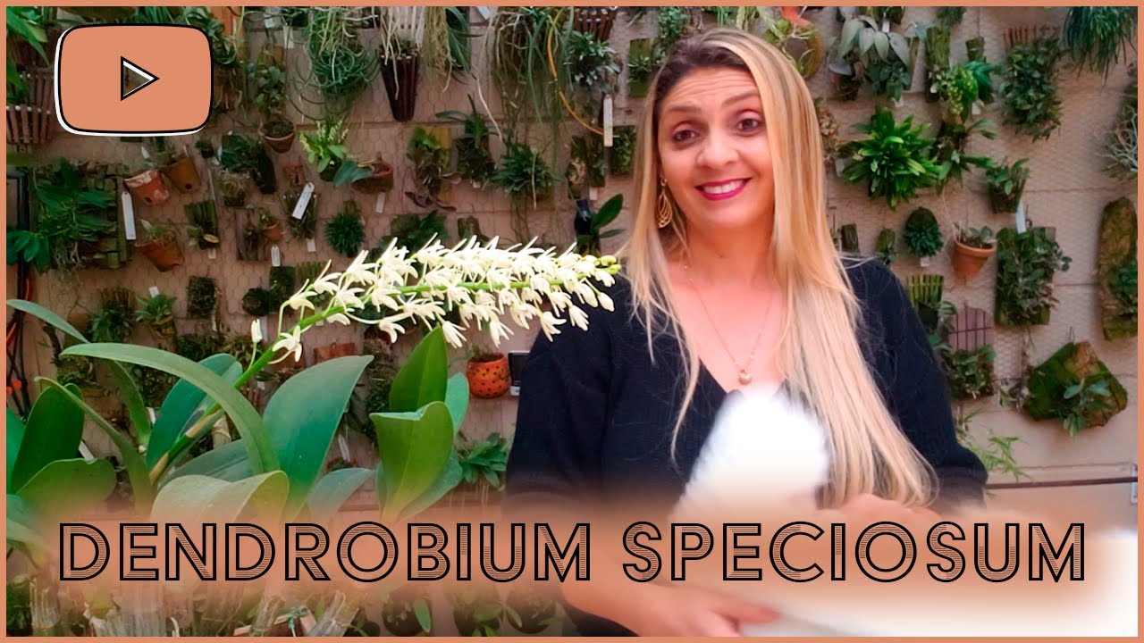 Dendrobium speciosum - Floração e cultivo!