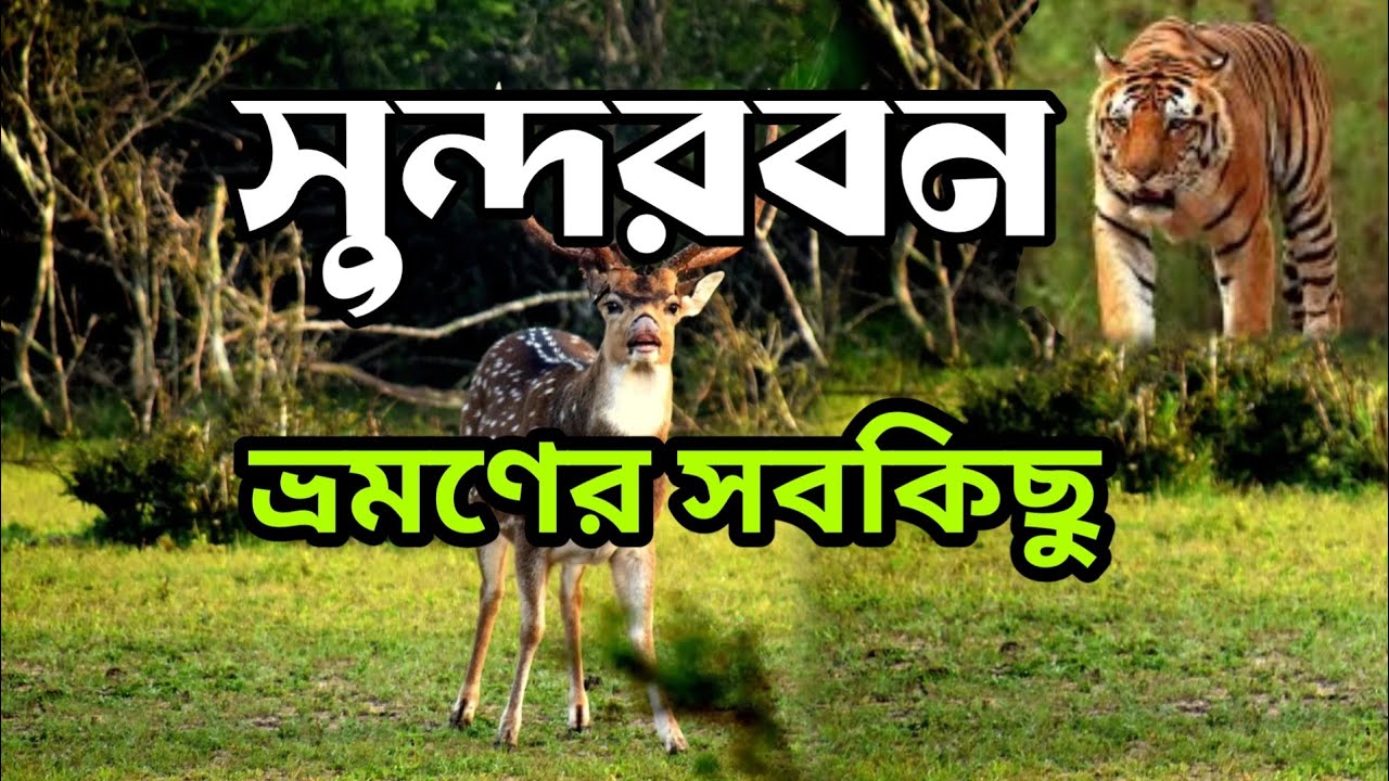 সুন্দরবন ভ্রমণ প্যাকেজ || সুন্দরবন ভ্রমণ প্যাকেজ বাংলাদেশ || সুন্দরবন ভ্রমণ ||