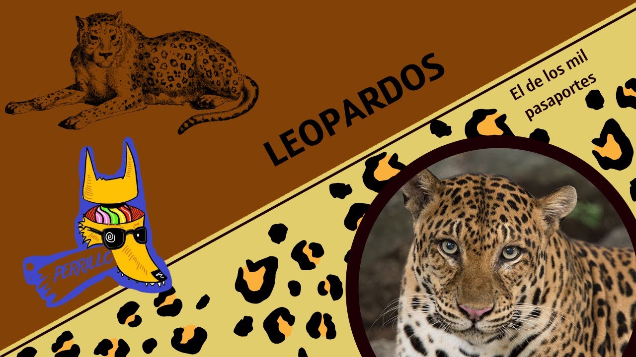 Leopardos: Todas las calles son sus calles| Ep 135| CULTURA COLMILLUDA