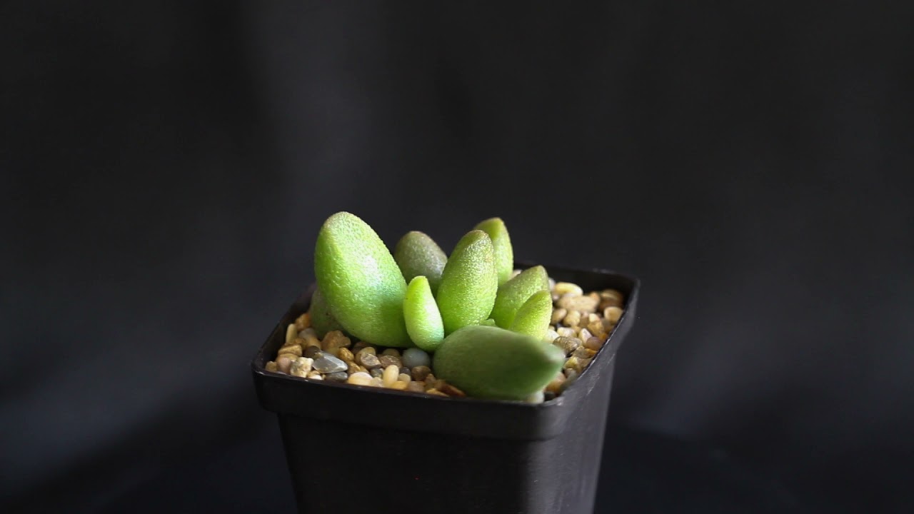 Adromischus marianae v  alveolatus
